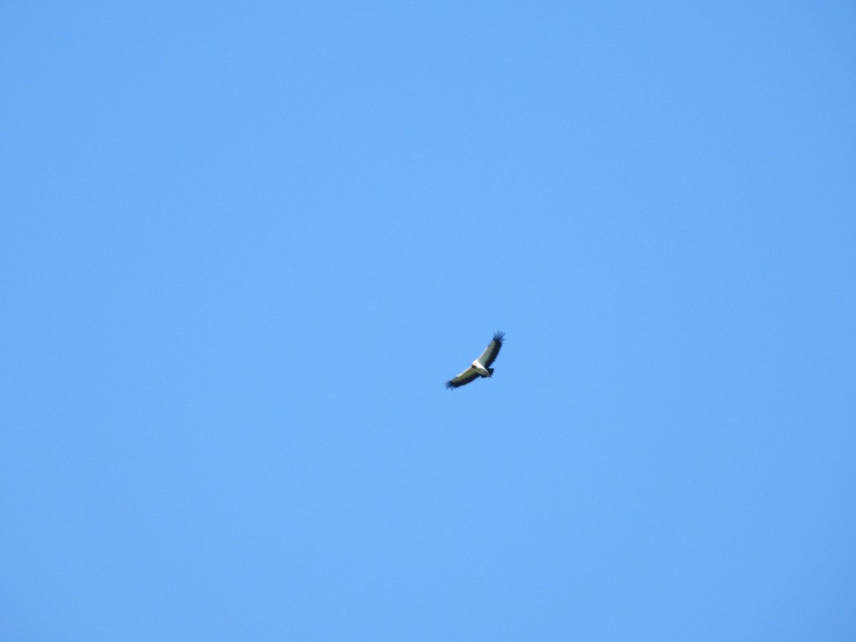 King Vulture - ML649321642