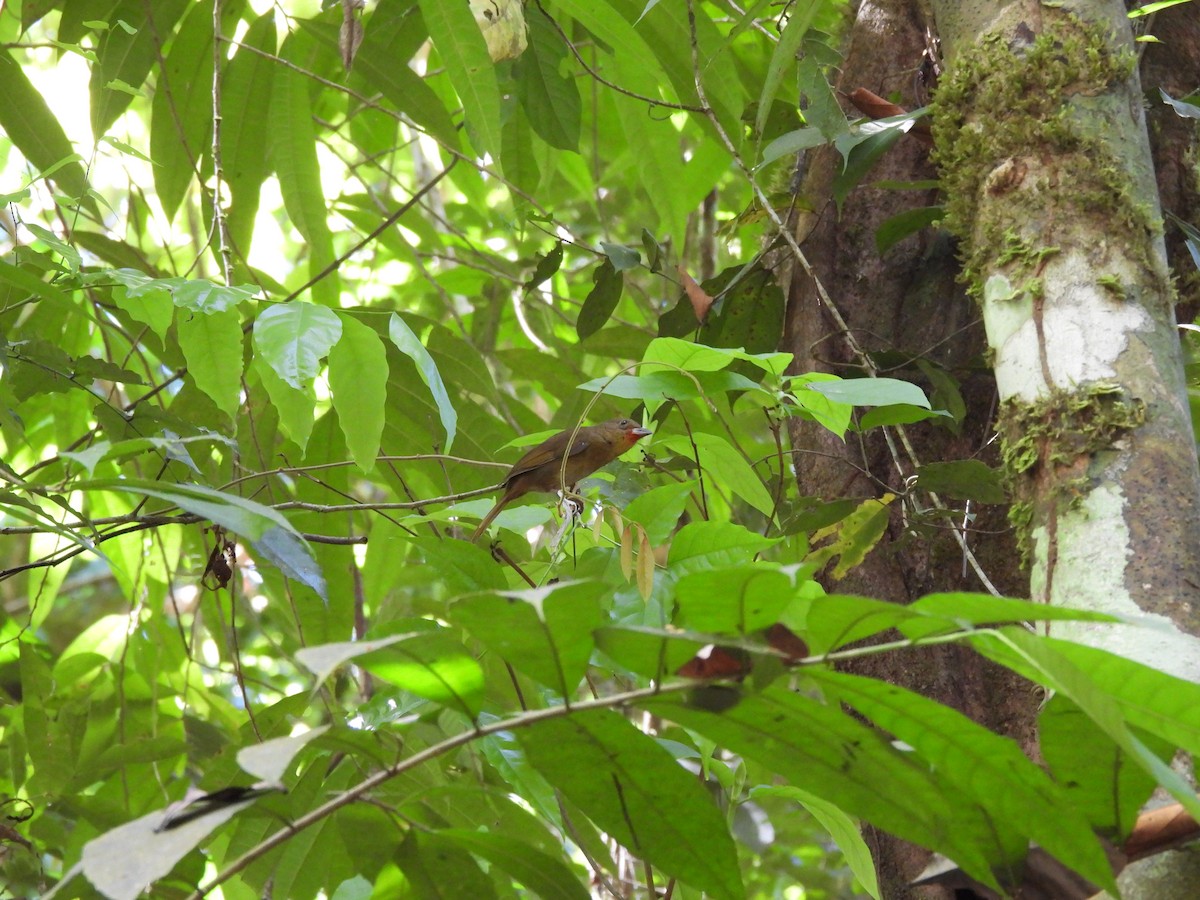 Red-crowned Ant-Tanager - ML649321646