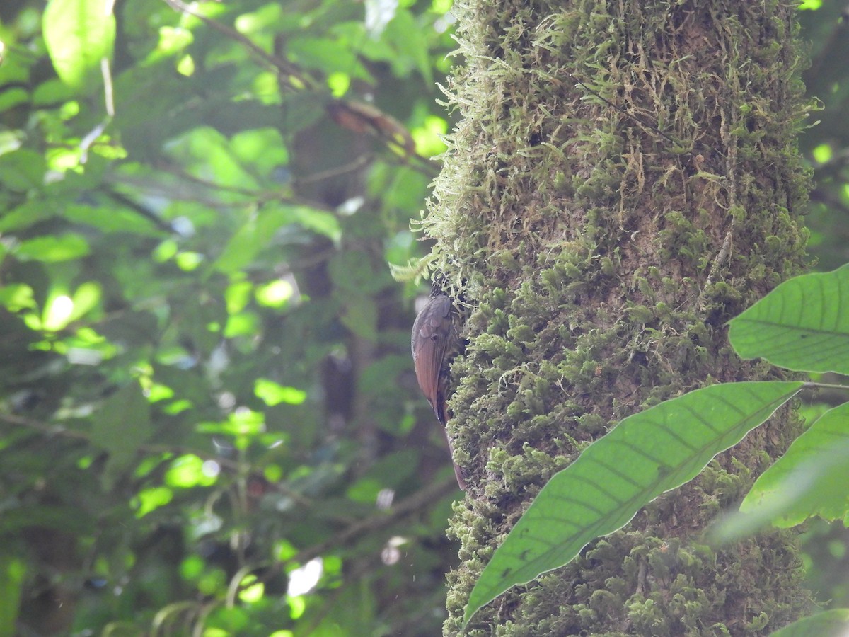 Ivory-billed Woodcreeper - ML649321655