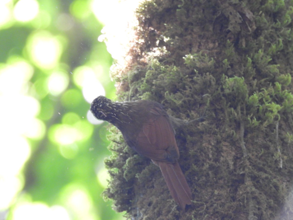 Ivory-billed Woodcreeper - ML649321669
