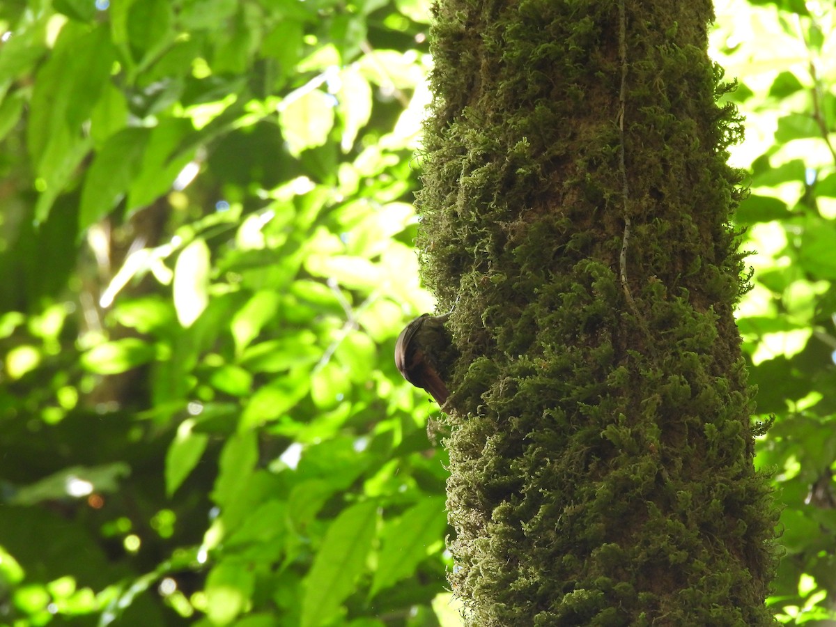 Ivory-billed Woodcreeper - ML649321670