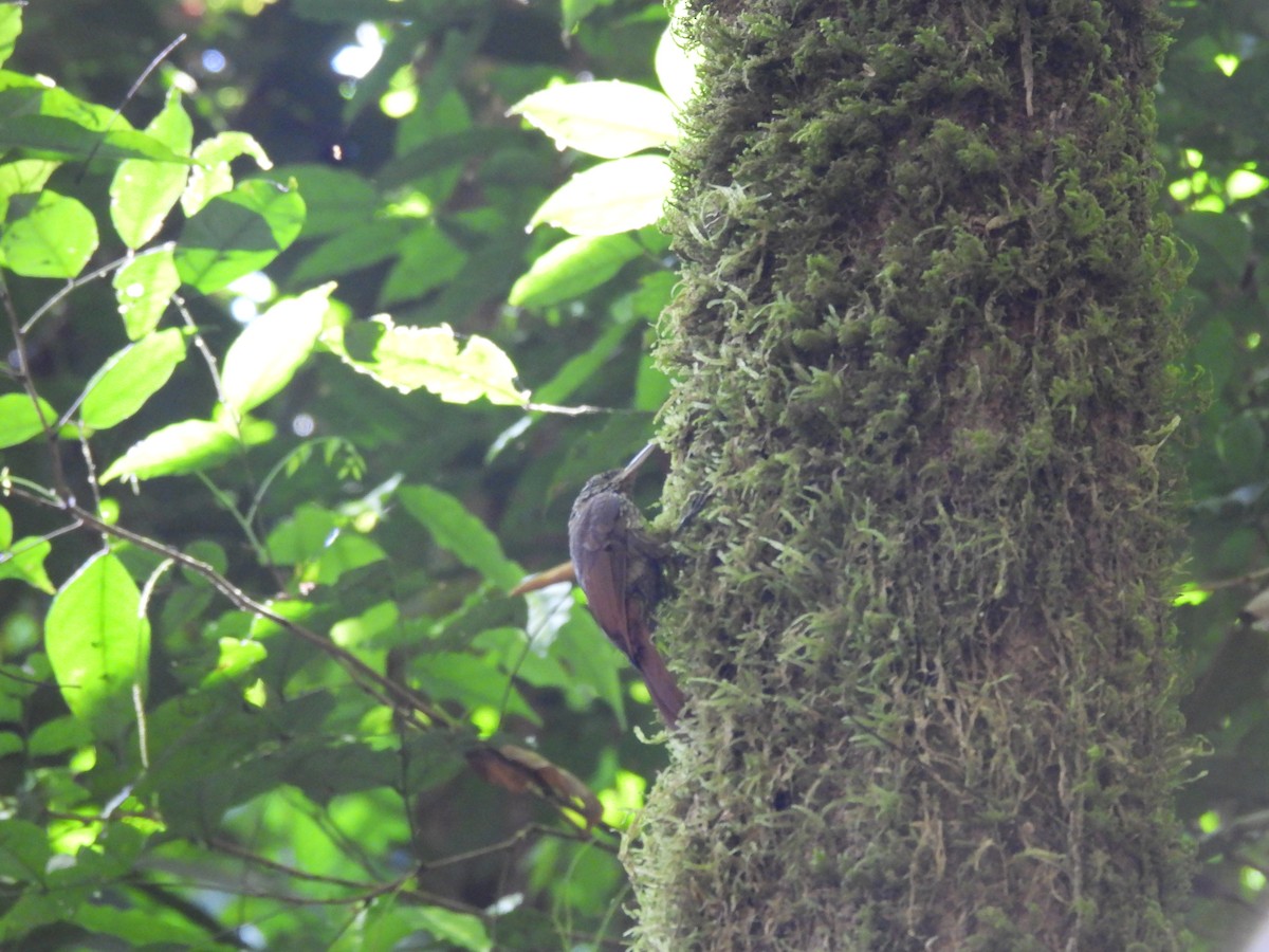Ivory-billed Woodcreeper - ML649321672