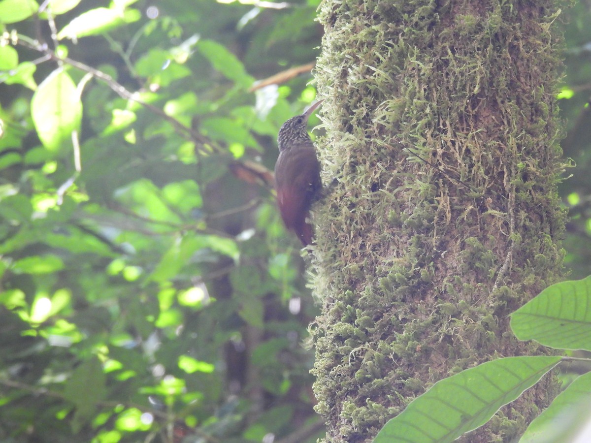 Ivory-billed Woodcreeper - ML649321673