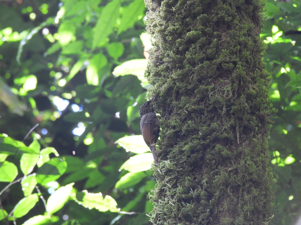 Ivory-billed Woodcreeper - ML649321674