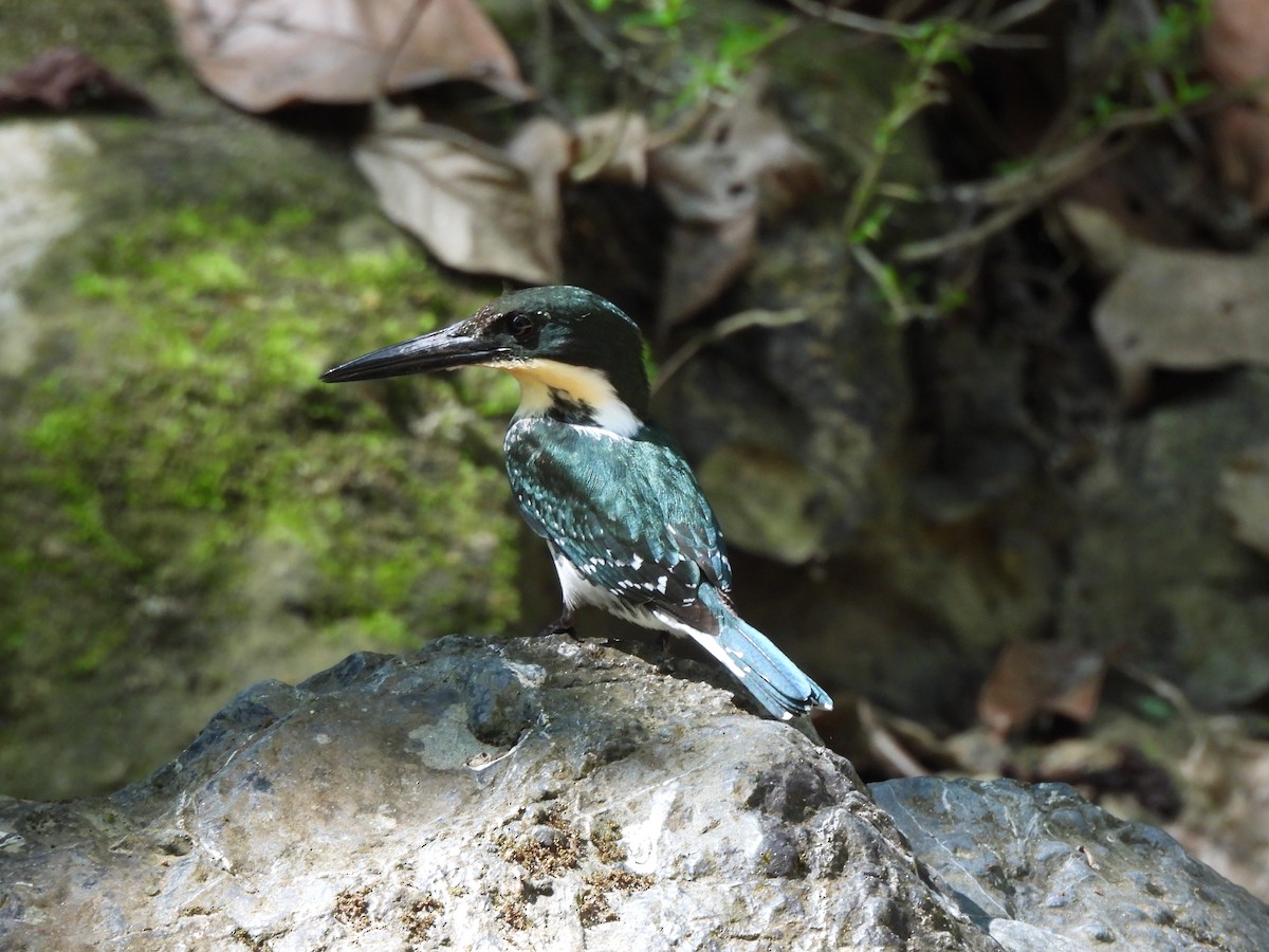 Green Kingfisher - ML649321730