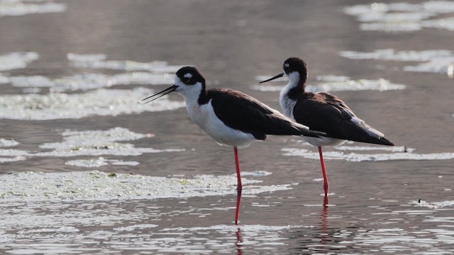 クロエリセイタカシギ（mexicanus） - ML649321731