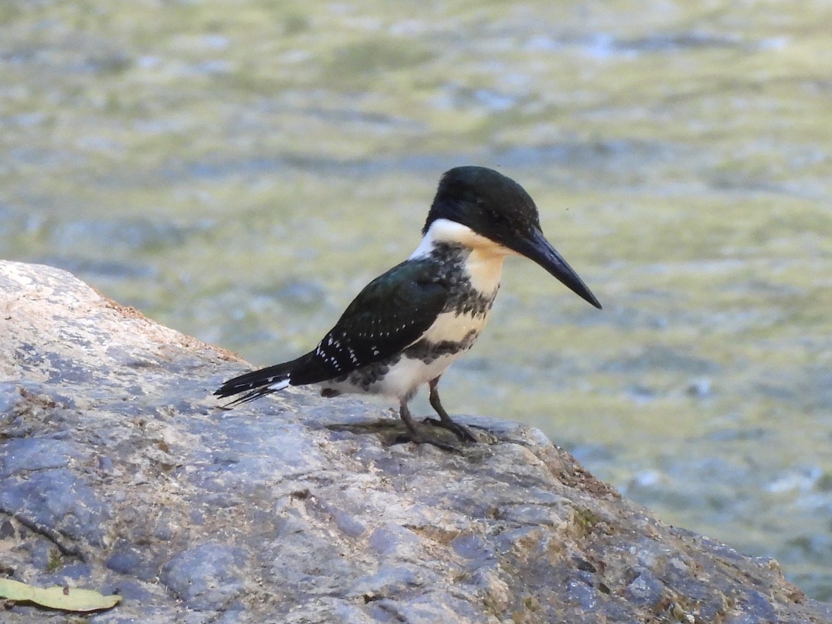 Green Kingfisher - ML649321732