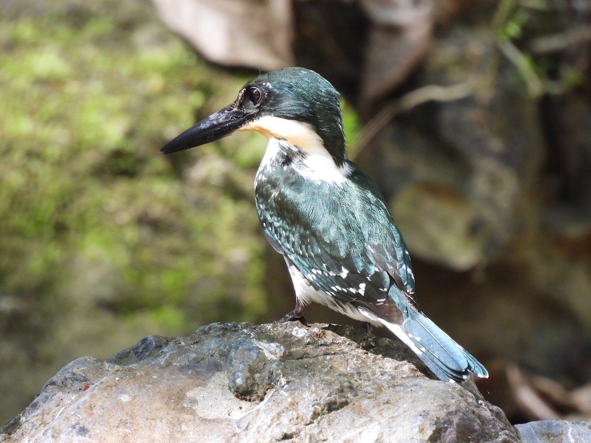Green Kingfisher - ML649321733