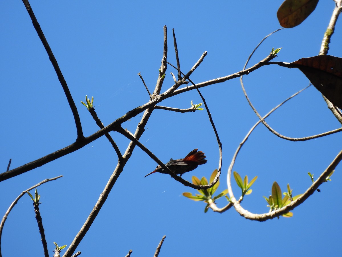 Green-breasted Mango - ML649321748