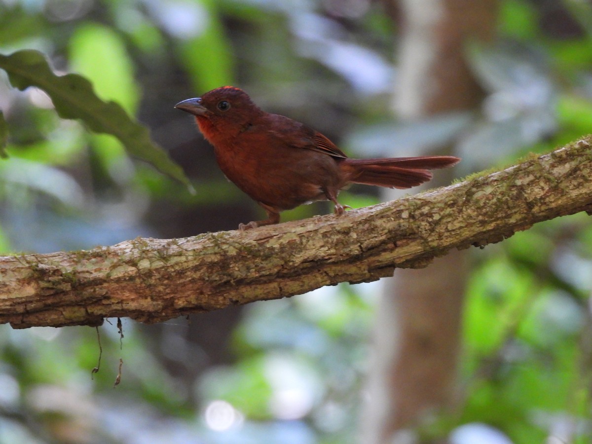 Red-crowned Ant-Tanager - ML649321757