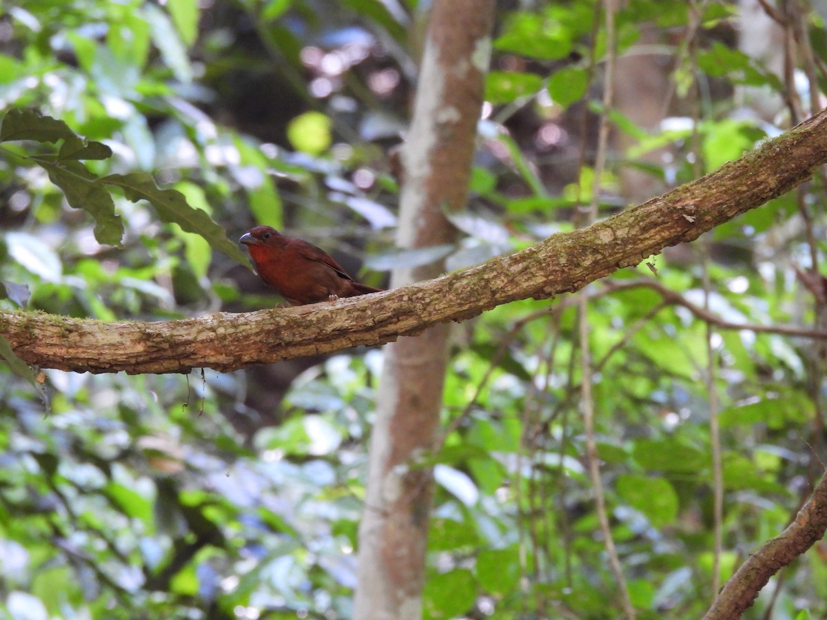 Red-crowned Ant-Tanager - ML649321758