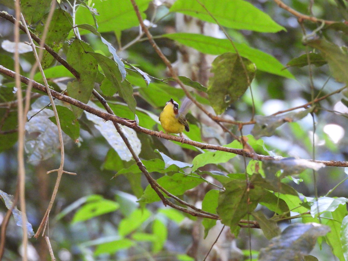 Chestnut-capped Warbler - ML649321767