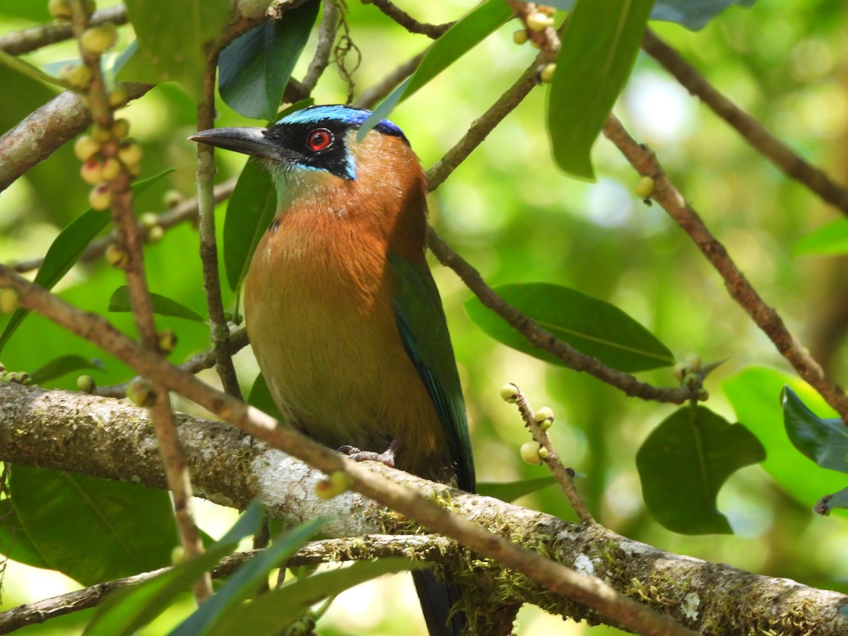 Lesson's Motmot - ML649321770
