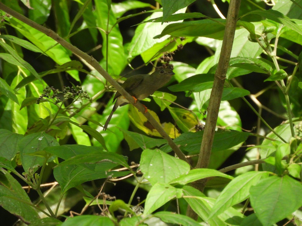 Long-tailed Manakin - ML649321776
