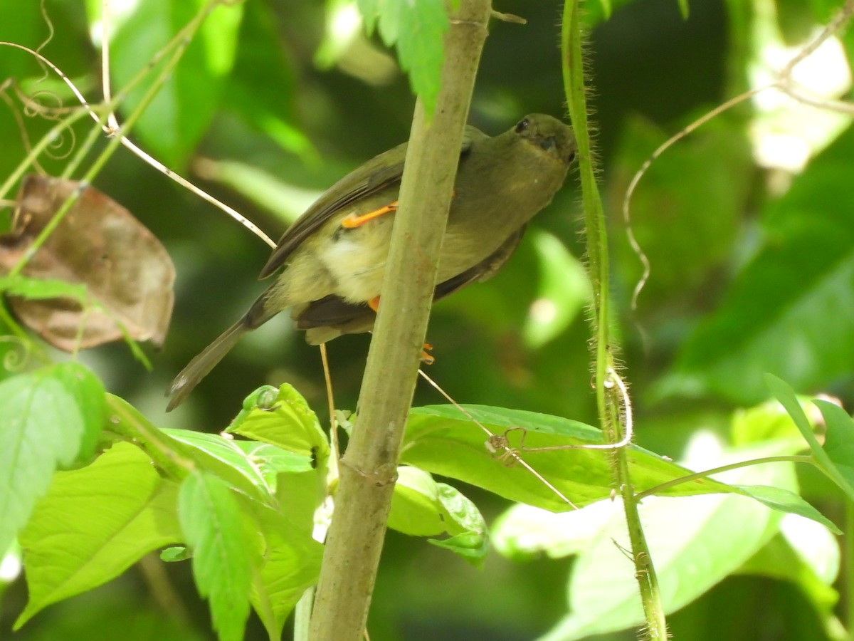 Long-tailed Manakin - ML649321777