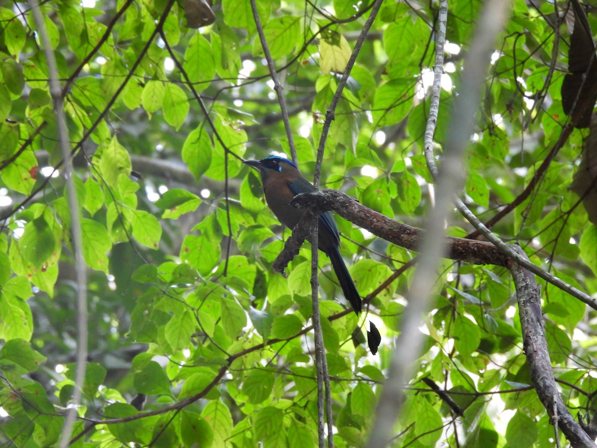 Lesson's Motmot - ML649321791