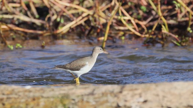 アメリカイソシギ - ML649321792