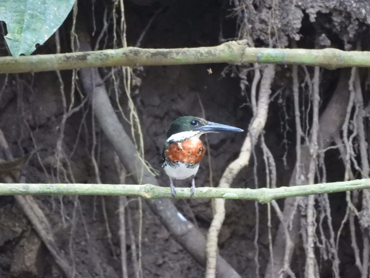 Green Kingfisher - ML649321814