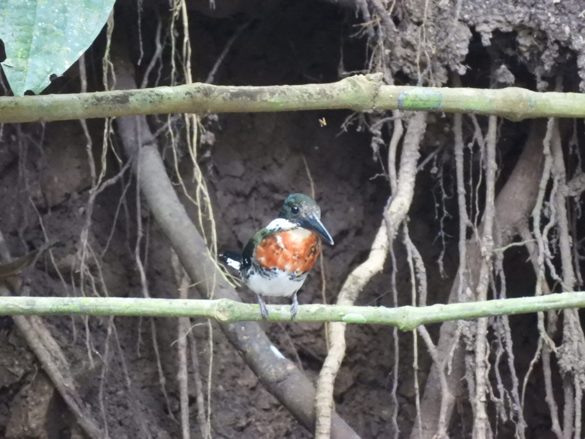 Green Kingfisher - ML649321815