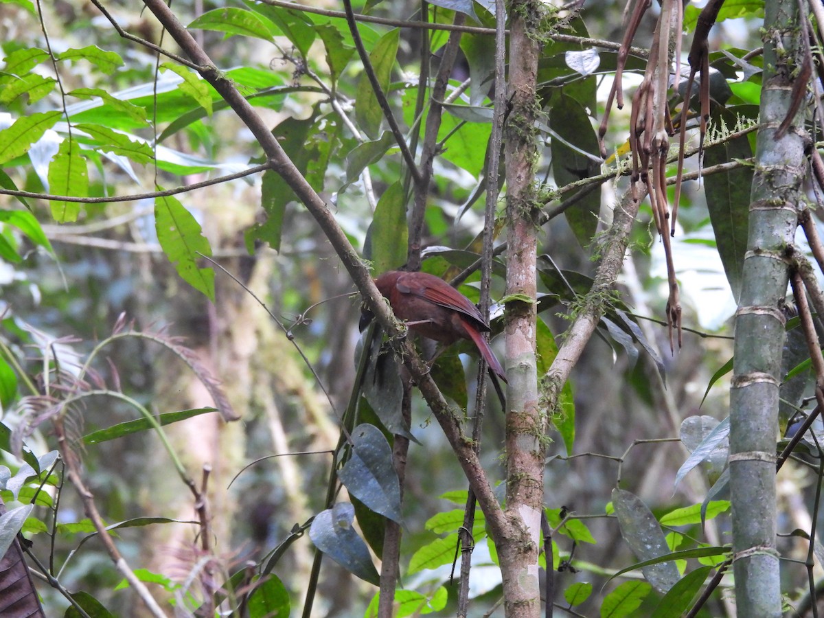 Red-crowned Ant-Tanager - ML649321819