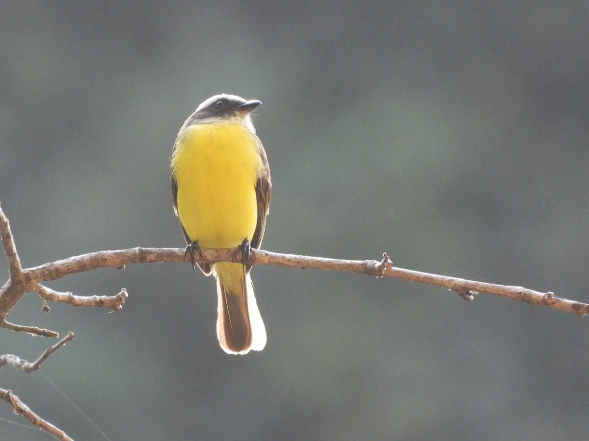 Social Flycatcher - ML649321901