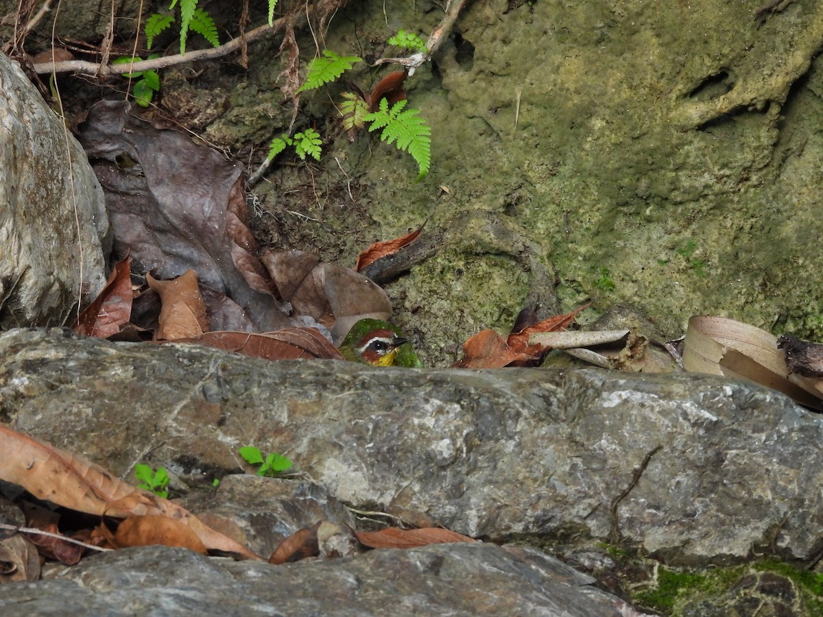 Chestnut-capped Warbler - ML649321922
