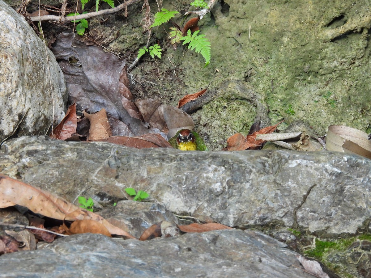 Chestnut-capped Warbler - ML649321923