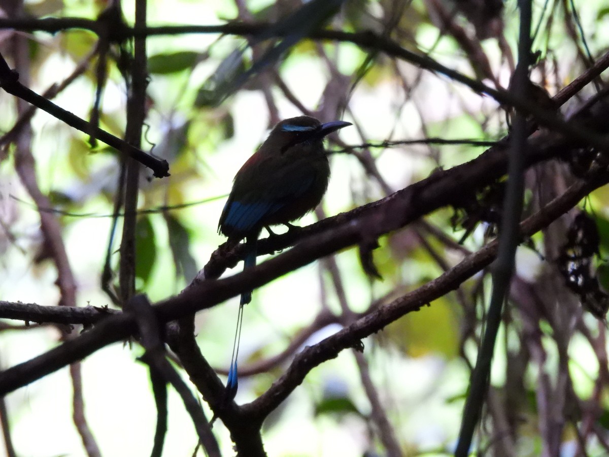 Turquoise-browed Motmot - ML649321935