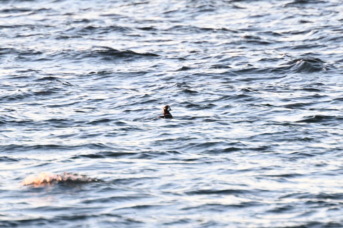 Harlequin Duck - ML649322032