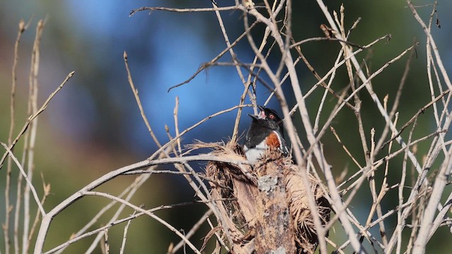 ホシワキアカトウヒチョウ - ML649322033