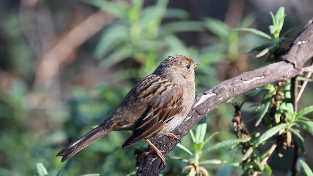 キガシラシトド - ML649322085