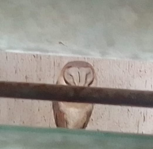 Australschleiereule - ML649322135