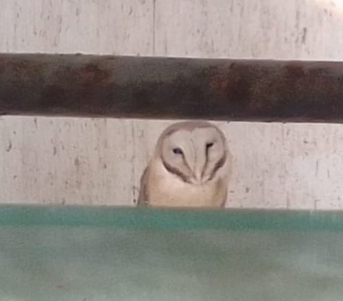 Australschleiereule - ML649322136