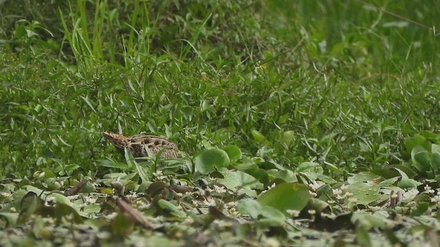 オオジシギ - ML649322385