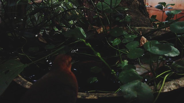 オオクイナ - ML649322386