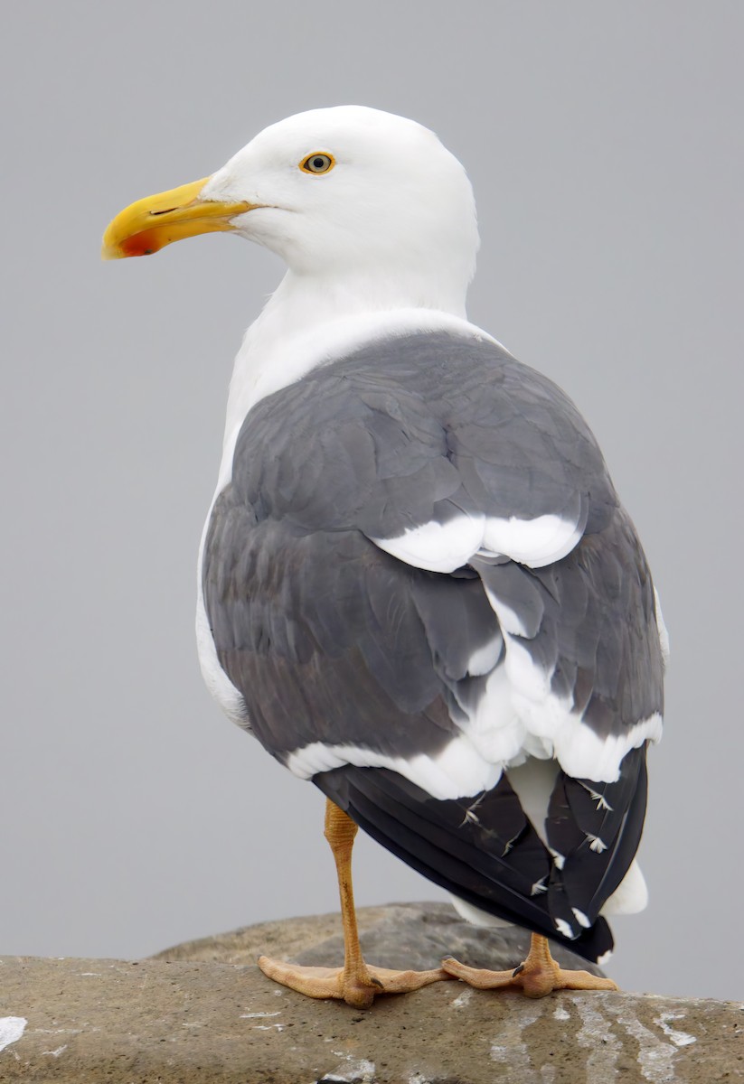Yellow-footed Gull - ML649322392