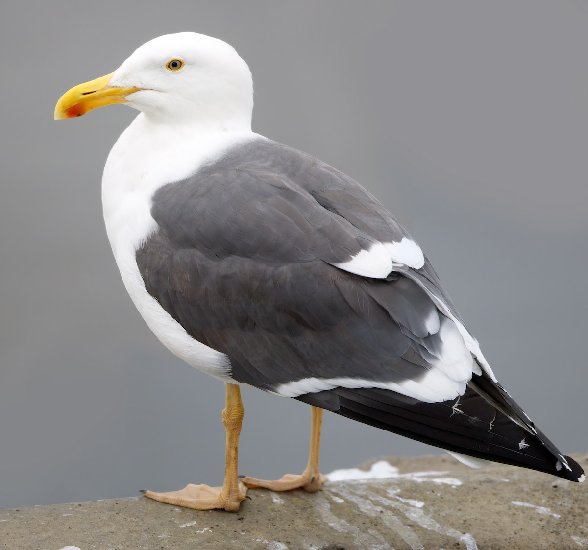 Yellow-footed Gull - ML649322394