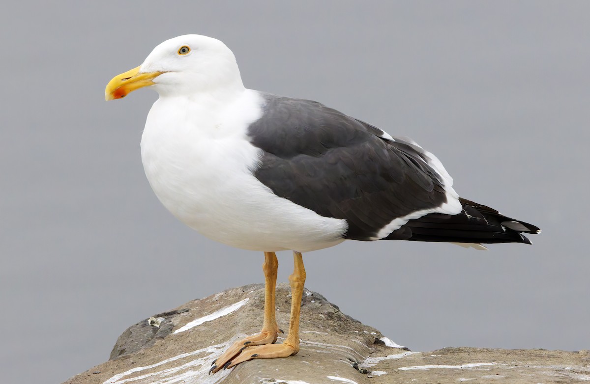Yellow-footed Gull - ML649322395