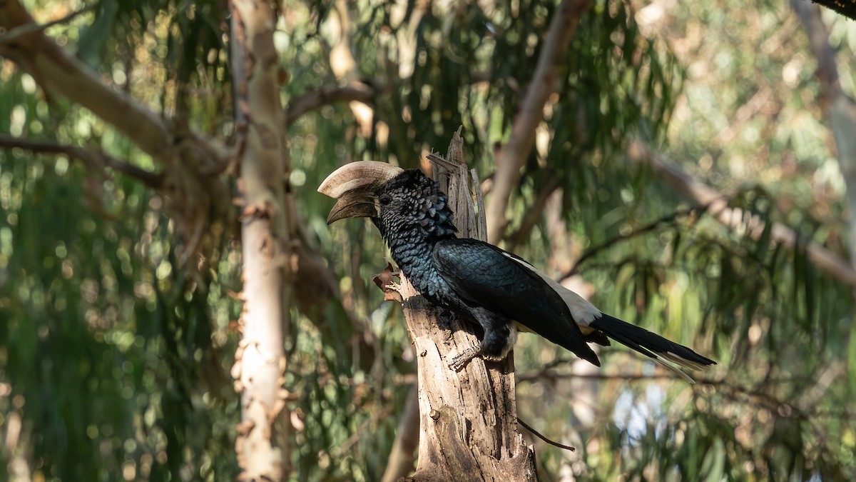 Silvery-cheeked Hornbill - ML649322442