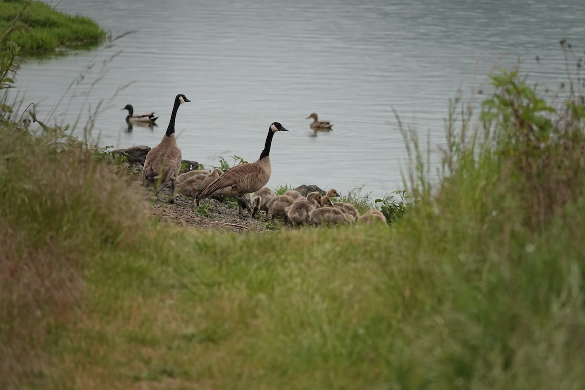 Kanada Kazı - ML649322446