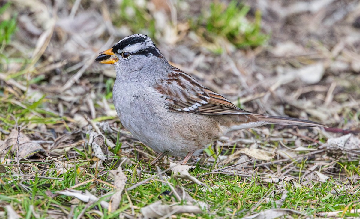 Dachsammer - ML649322491