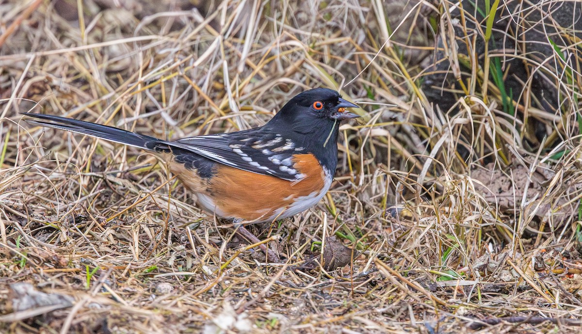 Fleckengrundammer - ML649322492