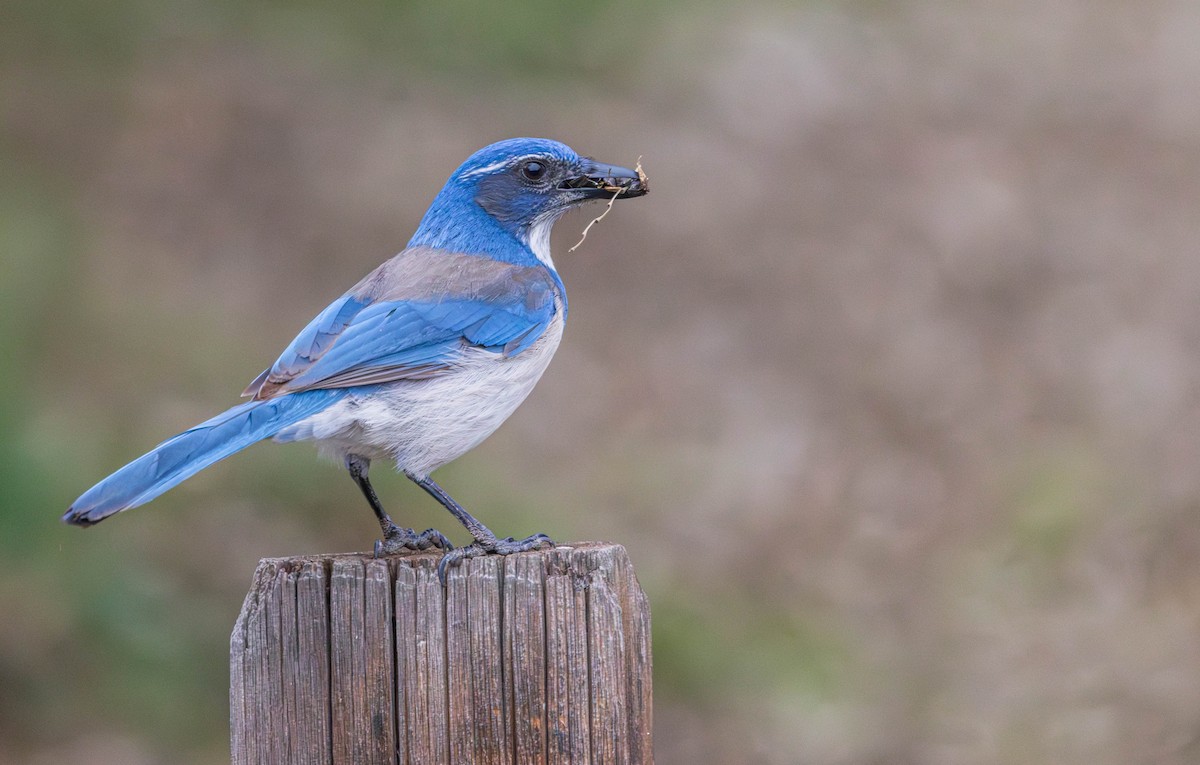 Kalifornienhäher - ML649322495