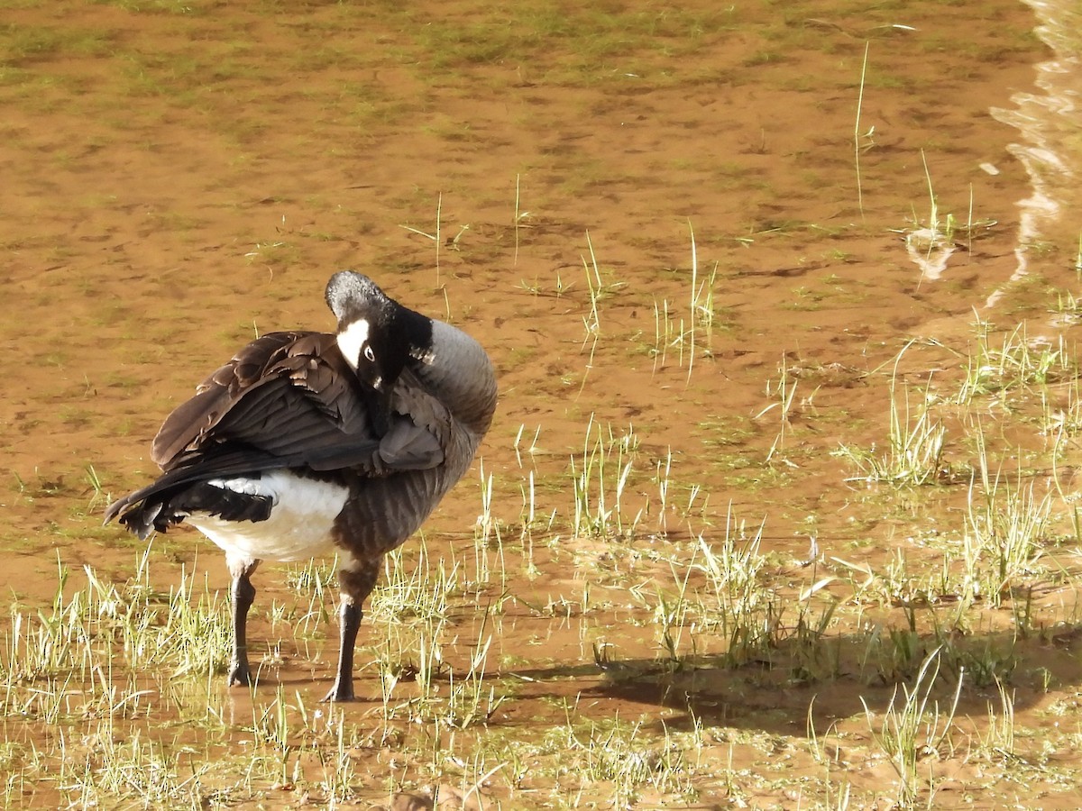 Kanada Kazı - ML649322545