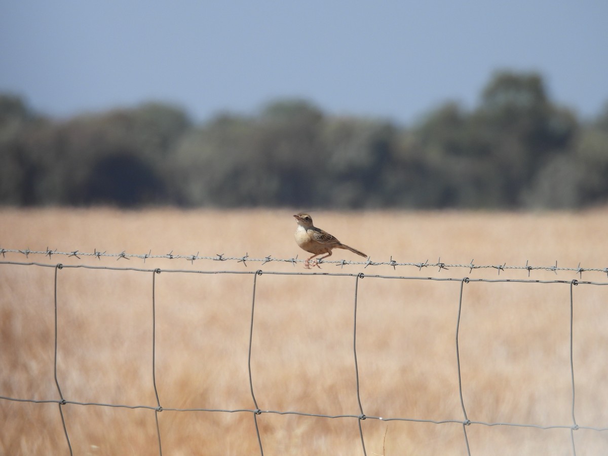 linduška australská - ML649322674