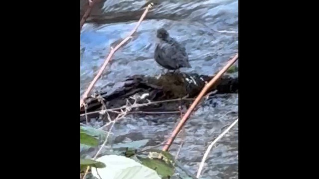 メキシコカワガラス - ML649322826