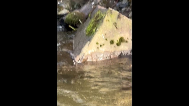 メキシコカワガラス - ML649322827