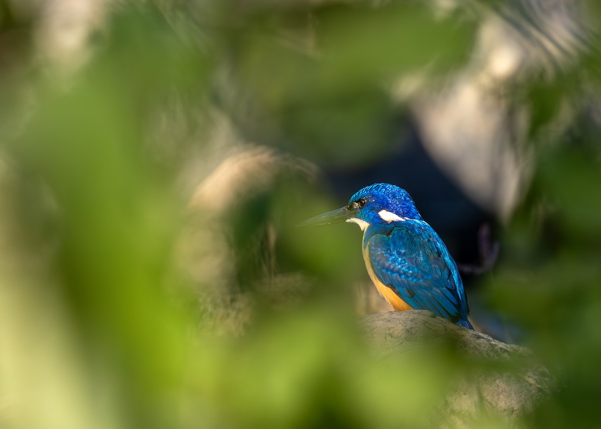 Half-collared Kingfisher - Garima Bhatia