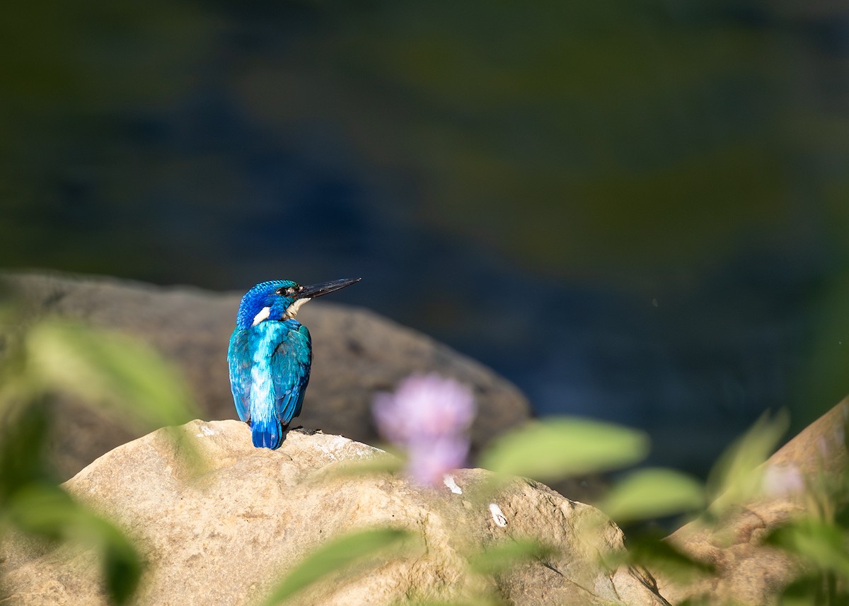 Half-collared Kingfisher - ML649322934