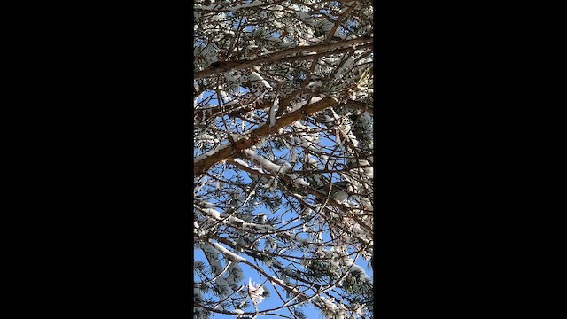 ヒガラ - ML649322983